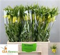 Фритилярия-Fritillaria-Lutea-65cm 5bf63c11-1177-11f0-0a80-0da3000f9786