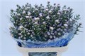 Астра-Aster-Claudia-80cm-45gr 5bfbaf86-185a-11ef-0a80-0f9c0021a434