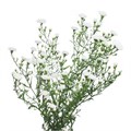 Астра-Aster-White Gypsy-85cm-35gr 5bffcae3-185a-11ef-0a80-0f9c0021a437
