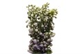 Дельфиниум-Delphinium-El Mag F Laven-80cm 5c121372-bfa4-11ec-0a80-0b4c0006df1f