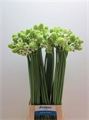 Орнитогалум-Ornithogalum-Saundersiae-70cm 5c15ca6e-1177-11f0-0a80-0da3000f978c
