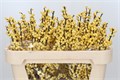 Илекс-Ilex-Citronella-60cm 5c19df52-bfa4-11ec-0a80-0b4c0006df28