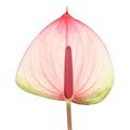Антуриум-Anthurium-Maxima Elegance 5c2b5442-8e51-11f0-0a80-00490027d3e5
