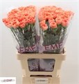 Гвоздика ст-Dianthus st-St Tamarind-65cm 5c2beecc-1177-11f0-0a80-0da3000f978f