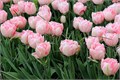 Тюльпан-Tulip-Du Foxtrot-35cm-35gr 0a0b747b-99a8-11ed-0a80-0071003ad7be