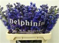 Дельфиниум-Delphinium-Du Dew Pur Smi-80cm 5c44e1e7-41a8-11ee-0a80-05570019e903