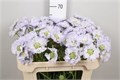 Скабиоза-Scabiosa-Davida--65cm 5c46acab-117c-11ed-0a80-0d83002e3e7e
