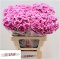 Гвоздика ст-Dianthus st-St Yukari Scuro-60cm 5c47ca7e-1177-11f0-0a80-0da3000f9795