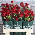 Гвоздика куст-Dianthus tr-Tr Chateau-60cm 5c4a0528-1177-11f0-0a80-0da3000f9798