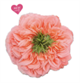 Роза-Rosa-Mandarin-60cm-CN 5c5b3d40-9719-11ed-0a80-0e93007c044d