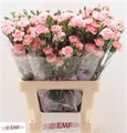 Гвоздика куст-Dianthus tr-Tr Doobadoo-65cm 5c659c45-1177-11f0-0a80-0da3000f97a1