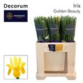 Ирис-Iris-Golden Beauty-58cm-42gr 5c6e6b6e-1177-11f0-0a80-0da3000f97a4