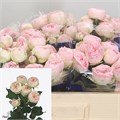 Роза куст-Rosa tr-Mansfield Park-50cm 5c706717-bfa5-11ec-0a80-0b4c0007d99c