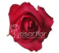 Роза-Rosa-Lola-60cm-EA 5c756779-c60c-11ec-0a80-0e1b001d40b0