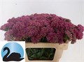 Седум-Sedum-T Mun D Red-55cm 5c7594a9-41a8-11ee-0a80-05570019e90d