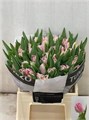 Тюльпан-Tulip-Pa Zambesi-38cm-42gr 5c77a856-1177-11f0-0a80-0da3000f97a7