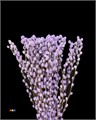 Саликс-Salix-Wilgenkatjes Milka 70cm-GW 5c7a1edf-f46b-11ef-0a80-08530000a243