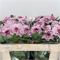 Хризантема одн-Chrysant Gr-Pip Pretty-70cm-85gr 5c8074f3-1177-11f0-0a80-0da3000f97aa