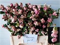 Снежноягодник-Symphoricarpos-Mag Char Fant-75cm 5c821cfa-41a8-11ee-0a80-05570019e911