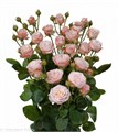 Роза куст-Rosa sp-Madame Bombastic-50cm-/Si 5c88286a-f74c-11ef-0a80-1838000d7260