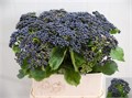 Вибурнум-Viburnum-De Blueber Hil-65cm 5c8963ca-41a8-11ee-0a80-05570019e915
