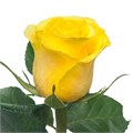 Роза-Rosa-Brighton-40cm-QA 5c8d3d93-10aa-11ee-0a80-01af0002636e