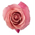 Роза-Rosa-Hermosa--60cm-PE 5c9ea60e-5aa7-11ed-0a80-09e60010644a