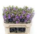 Лизиантус G-Lisianthus G-Rosi Lavender-70cm 5ca141f3-185a-11ef-0a80-0f9c0021a4e5