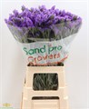 Лимониум-Limonium-S Pippa Wings-65cm-45gr 5cc895a8-41a8-11ee-0a80-05570019e926