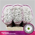Хризантема сант-Chrysant sant-Aaa Lassie-55cm-121gr 5cd8baf0-f4e2-11ef-0a80-07b700072045