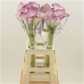 Калла-Zantedechia-Denver-65cm 5ce0bc04-41a8-11ee-0a80-05570019e92f