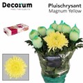 Хризантема одн-Chrysant Gr-Magnum Yellow-70cm-100gr 5ce7db87-185a-11ef-0a80-0f9c0021a509