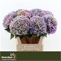 Гортензия-Hydrangea-M Cassanova Cl-75cm 5cec3e7e-41a8-11ee-0a80-05570019e934