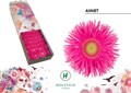 Гербера-Gerbera-Gs B Gersp Annet-45cm 5d02814e-41a8-11ee-0a80-05570019e942