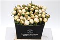 Пион-Paeonia-Mary E. Nicholls-55cm 5d10aa5e-185a-11ef-0a80-0f9c0021a51c
