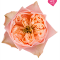 Роза-Rosa-Romantica Vuvuzela-40cm-CN 5d1308e7-d221-11ee-0a80-0868001b8228
