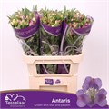 Альстромерия-Alstroemeria-Antaris-75cm-55gr 5d18cc5a-41a8-11ee-0a80-05570019e94b