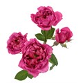Роза куст-Rosa sp-Julieta Cerise-60cm-Ks 5d1991e4-e538-11ed-0a80-01b10001f829