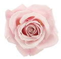 Роза-Rosa-Sweet Escimo-50cm--PE 0a190b29-cd16-11ec-0a80-0614007b36c4