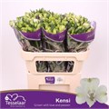Альстромерия-Alstroemeria-Kensi-75cm-65gr 5d1f8cbb-41a8-11ee-0a80-05570019e94f