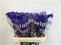 Дельфиниум-Delphinium-En Atlantis-80cm 5d2241db-bfa4-11ec-0a80-0b4c0006e04d