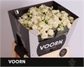 Роза куст-Rosa tr-Josephine-50cm 5d3f75ba-bfa5-11ec-0a80-0b4c0007da76