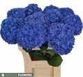 Гортензия-Hydrangea-M Ch Pimpernel--80cm 5d462940-7597-11ef-0a80-17780025522e