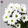 Хризантема куст-Chrysant Tr-Chic 5d60b177-2f01-11ef-0a80-16e90012be9f