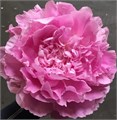 Пион-Paeonia-Dr.Alex Flemming-PN 5d8486c7-8dca-11ee-0a80-0e520008b727