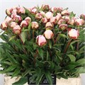 Пион-Peony-Gardenia-60cm-CE 5d8b3193-4eb2-11f0-0a80-0baa000e17bd