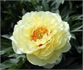 Пион-Paeonia-Bartzella-PN 5d8d7689-8dca-11ee-0a80-0e520008b72e