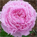 Пион-Paeonia-Jacorma-PN 5d9570e8-8dca-11ee-0a80-0e520008b735