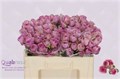 Роза куст-Rosa tr-Lavender Lace-50cm 5d97c0f5-bfa5-11ec-0a80-0b4c0007dad5