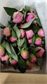 Пион-Paeonia-Katharine-PN 5d9a0dcf-8dca-11ee-0a80-0e520008b739